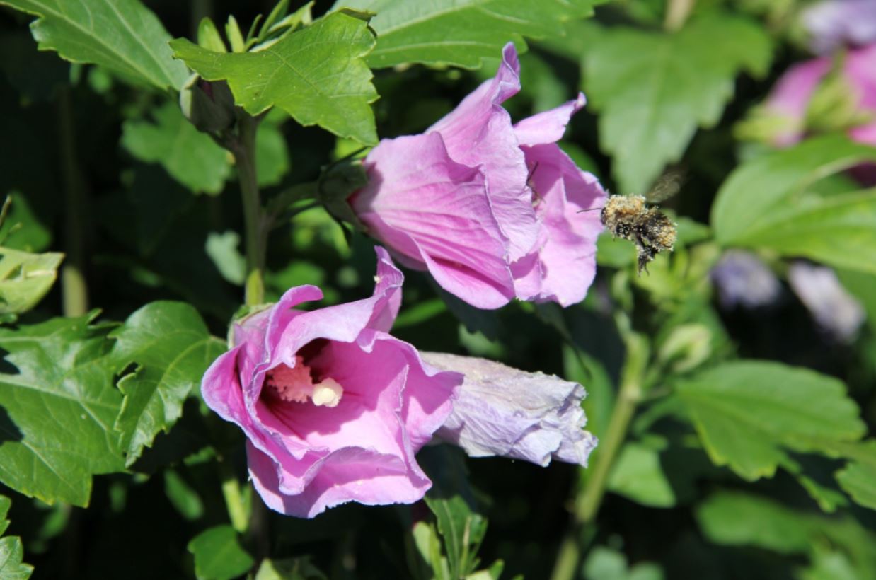 Hibiskus: Lepa i korisna biljka koja će ukratiti svaku baštu i dvorište!