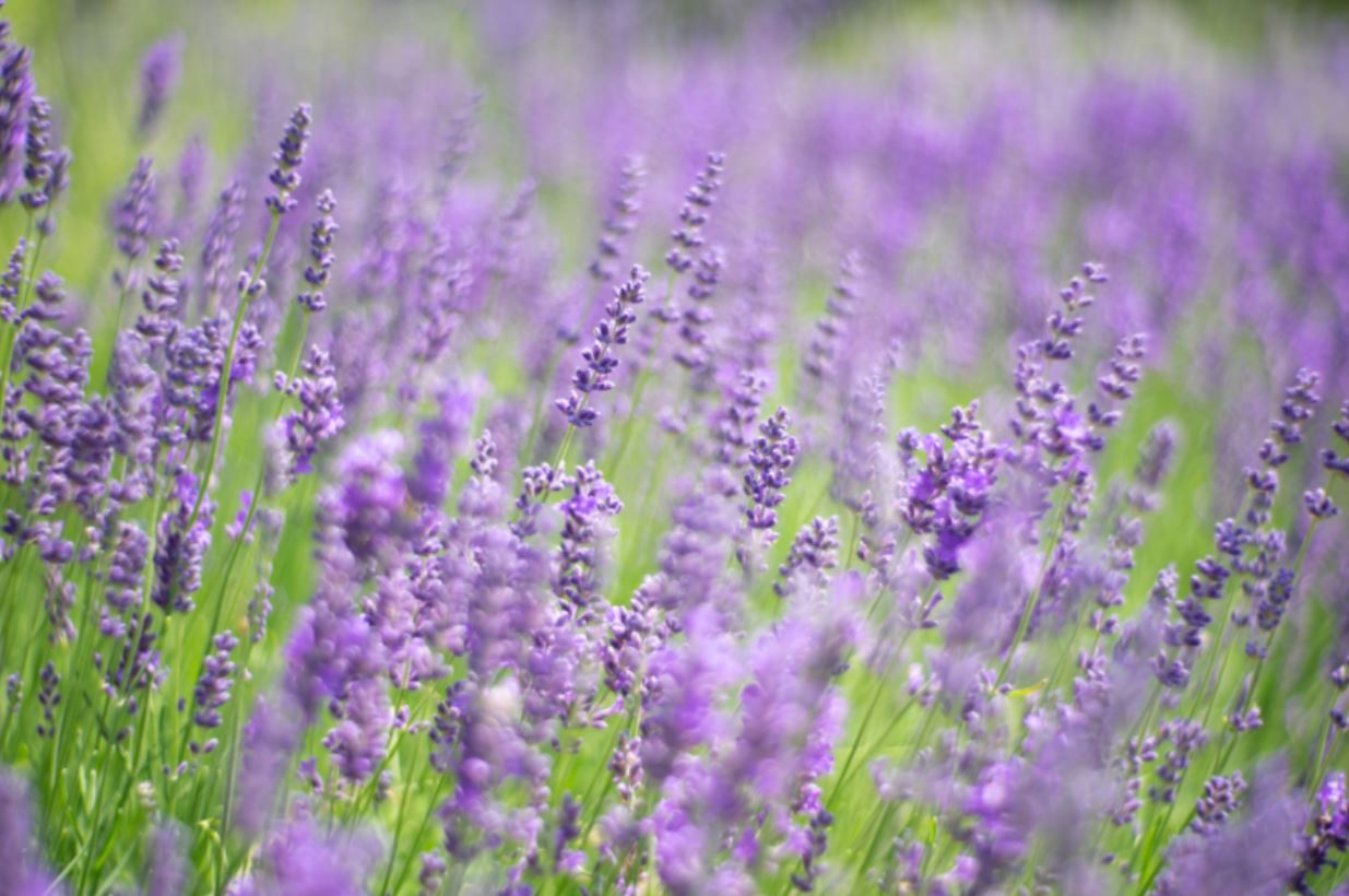 Lavanda: Uzgojite je u svojoj bašti i otkrijte njenu čaroliju i korisne primene!