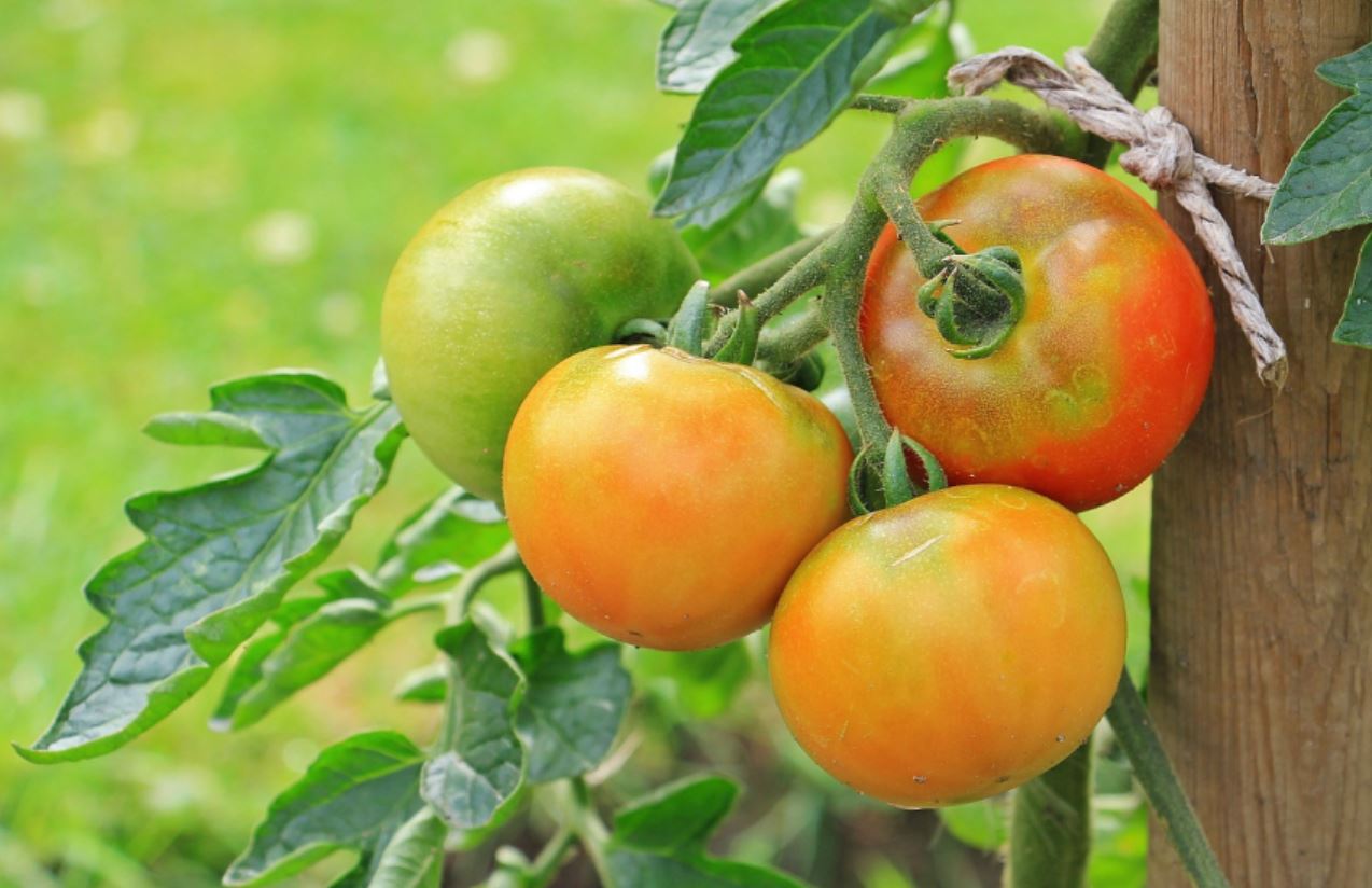 Kako ubrzati dozrevanje paradajza?