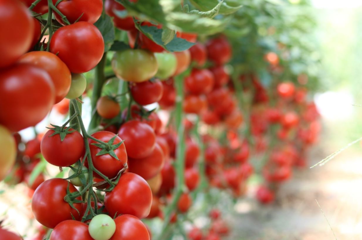 Prirodnim sredstvima udvostručite prinose paradajza!